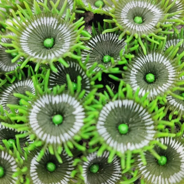 Kunstig koral Protopalythoa M (Green)